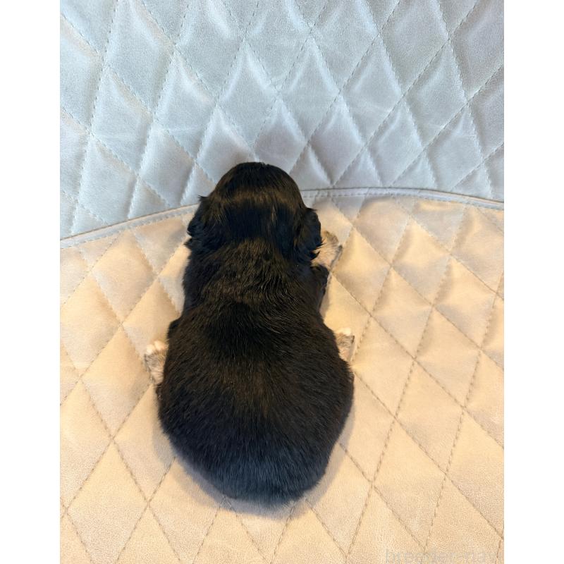 販売中の京都府のチワワ(ロングコート)-432901の4枚目