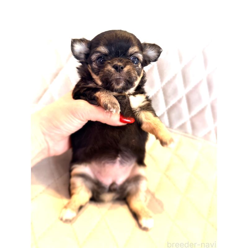 販売中の京都府のチワワ(ロングコート)-432901の3枚目