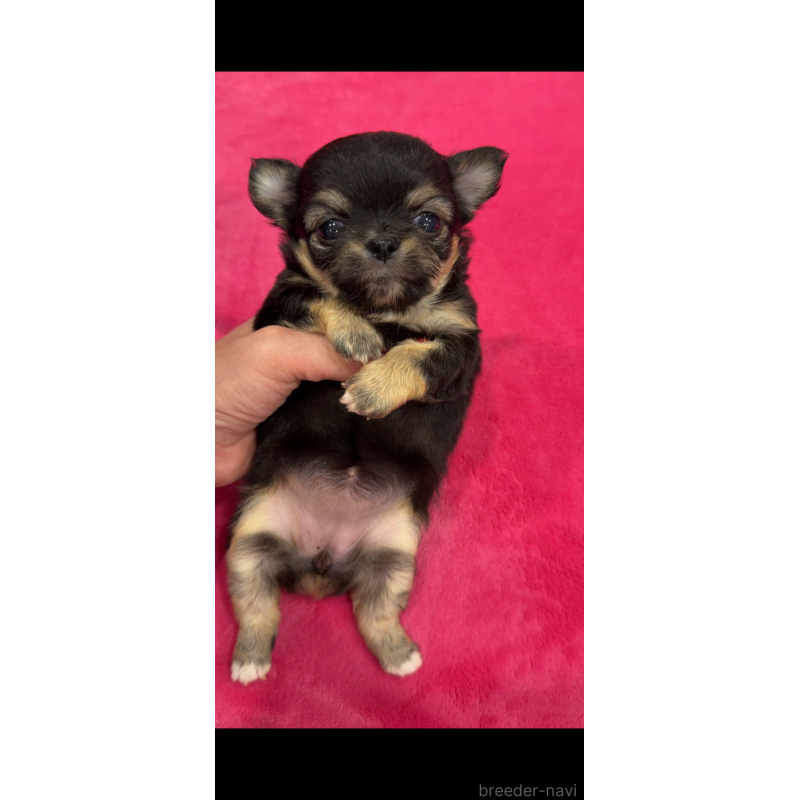 販売中の京都府のチワワ(ロングコート)-432901の2枚目