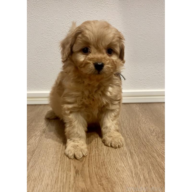 販売中の滋賀県のポメプー:ポメラニアン×トイプードル-432902の4枚目