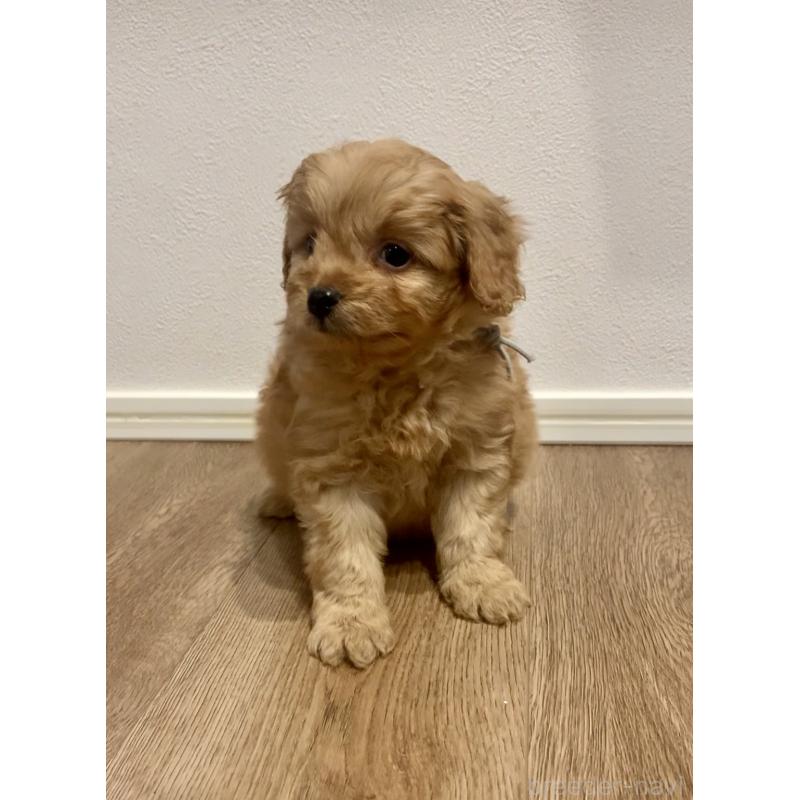 販売中の滋賀県のポメプー:ポメラニアン×トイプードル-432902の3枚目