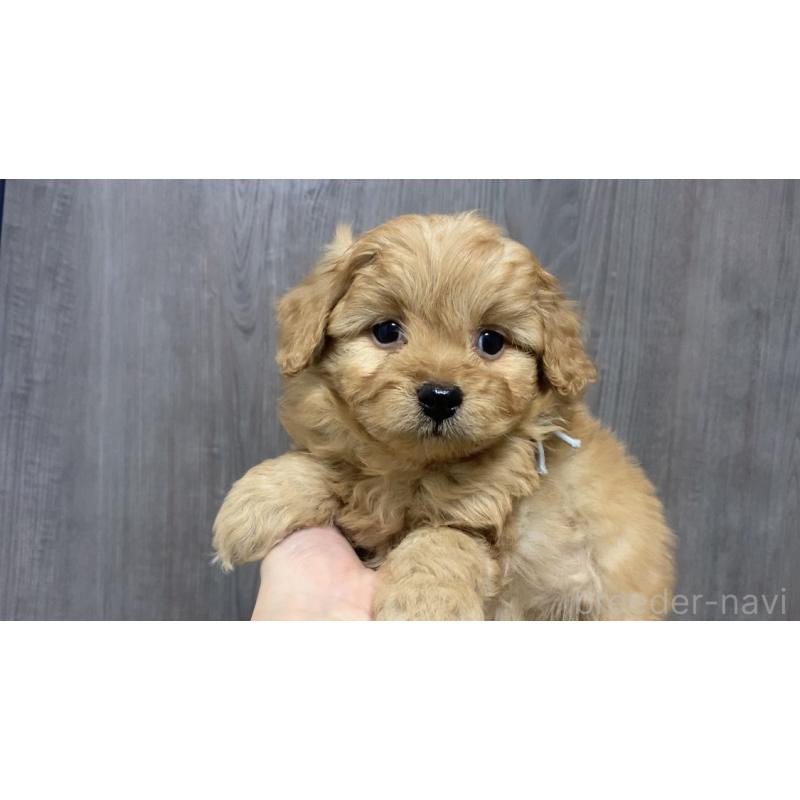 販売中の滋賀県のポメプー:ポメラニアン×トイプードル-432902の2枚目