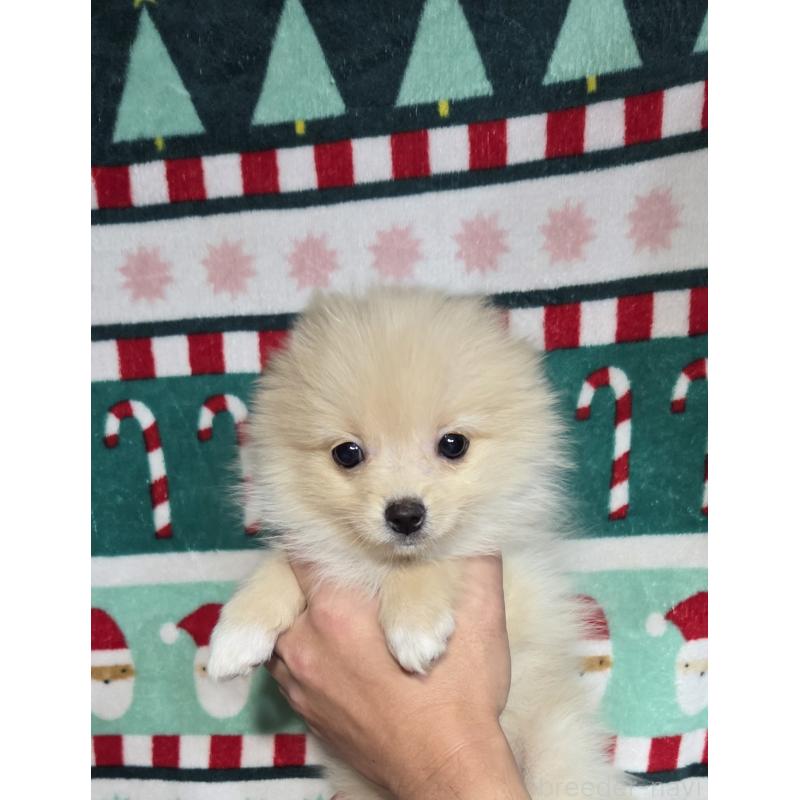 販売中の福岡県のポメラニアン-421064