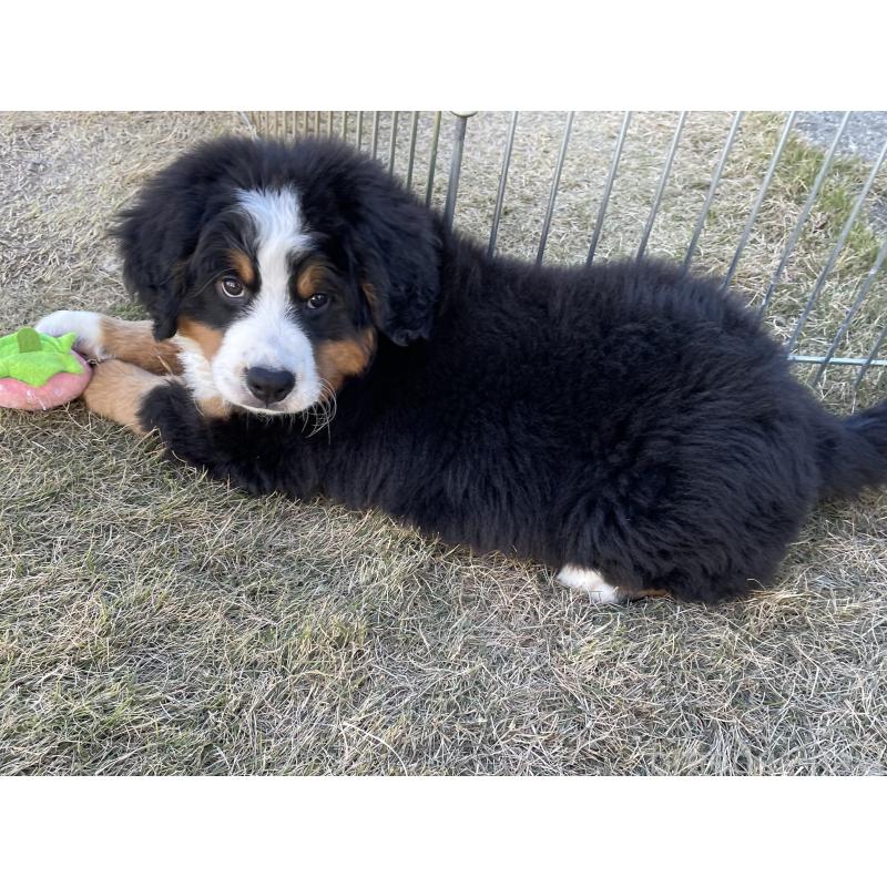 販売中の茨城県のバーニーズマウンテンドッグ-425295の8枚目