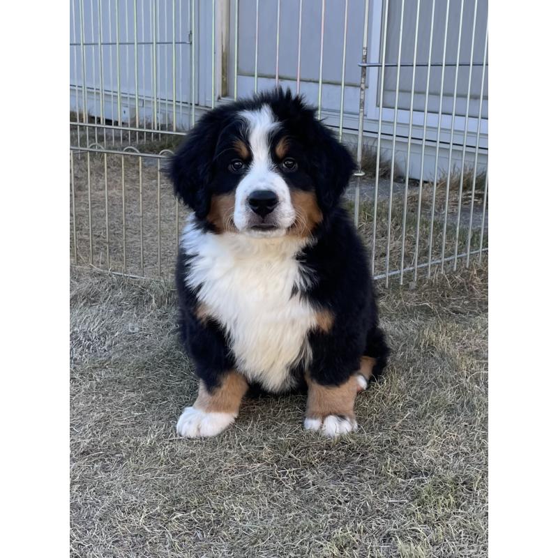 販売中の茨城県のバーニーズマウンテンドッグ-425295の7枚目