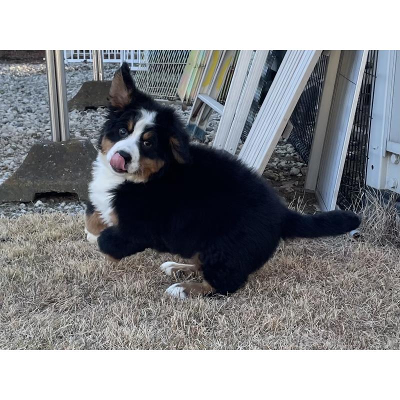 販売中の茨城県のバーニーズマウンテンドッグ-425295の6枚目
