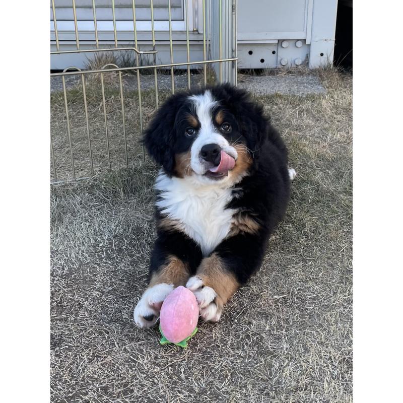 販売中の茨城県のバーニーズマウンテンドッグ-425295の5枚目