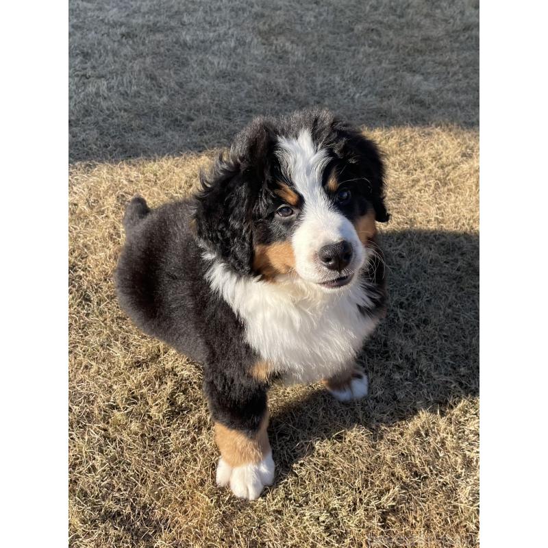 販売中の茨城県のバーニーズマウンテンドッグ-425295の4枚目
