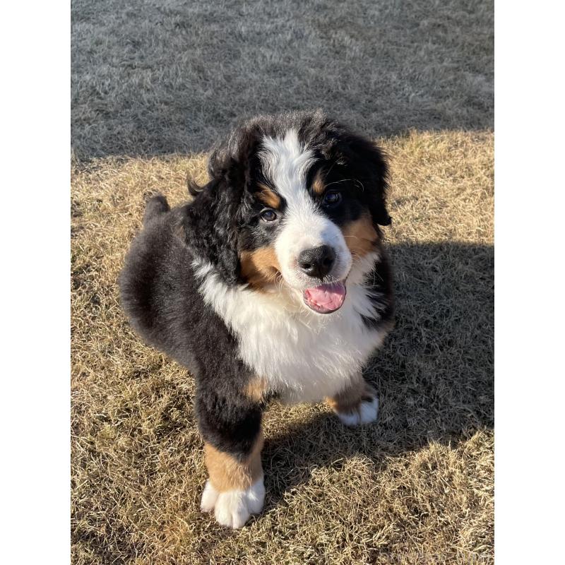 販売中の茨城県のバーニーズマウンテンドッグ-425295の3枚目