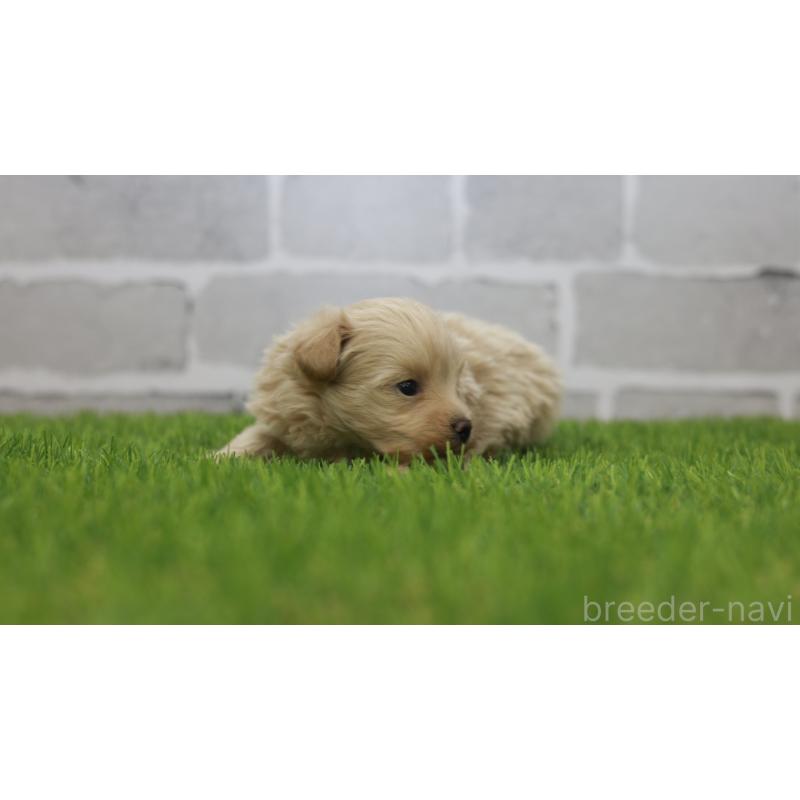 販売中の三重県のマルプー:マルチーズ×トイプードル-432904の12枚目