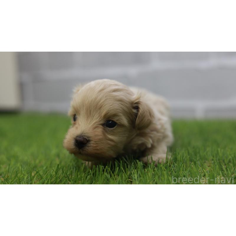 販売中の三重県のマルプー:マルチーズ×トイプードル-432904の11枚目