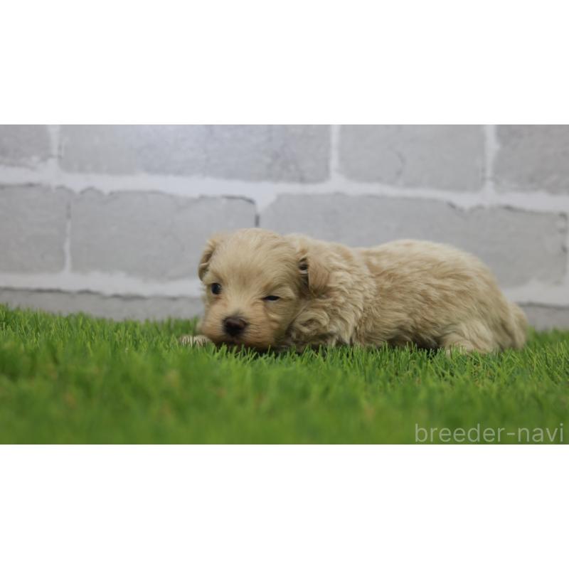 販売中の三重県のマルプー:マルチーズ×トイプードル-432904の10枚目