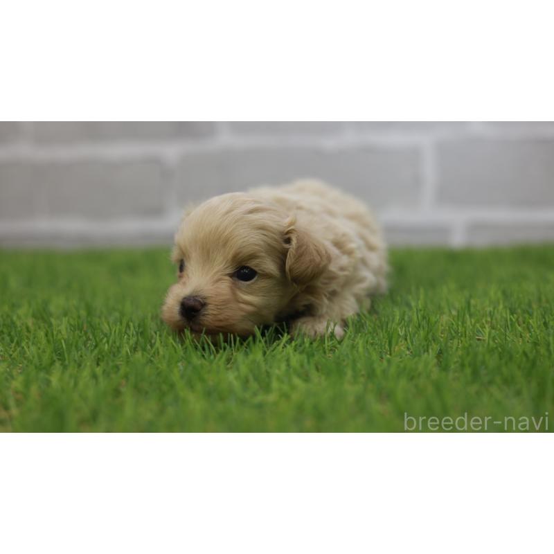 販売中の三重県のマルプー:マルチーズ×トイプードル-432904の9枚目