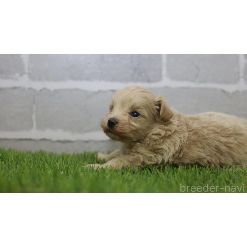 販売中の三重県のマルプー:マルチーズ×トイプードル-432904の8枚目