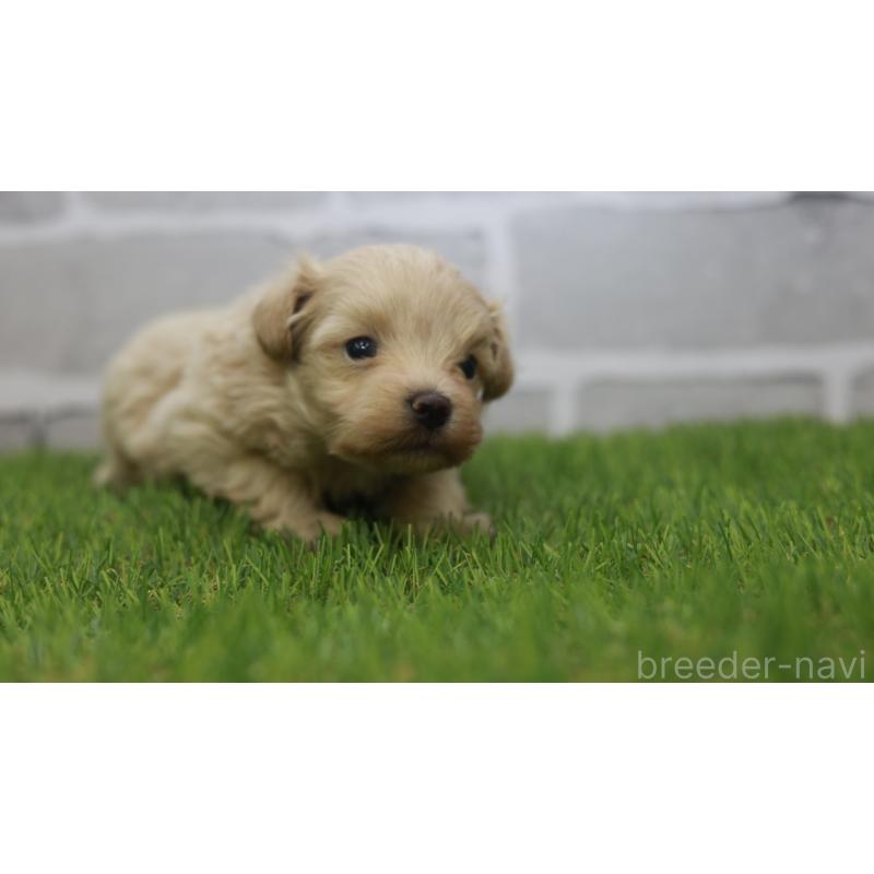 販売中の三重県のマルプー:マルチーズ×トイプードル-432904の7枚目