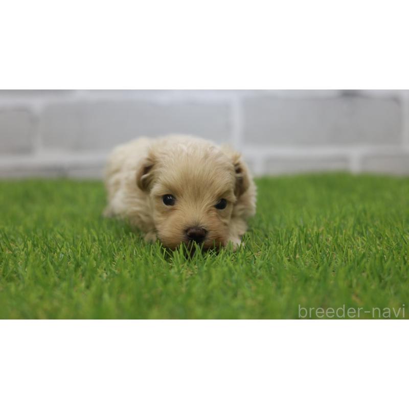 販売中の三重県のマルプー:マルチーズ×トイプードル-432904の6枚目