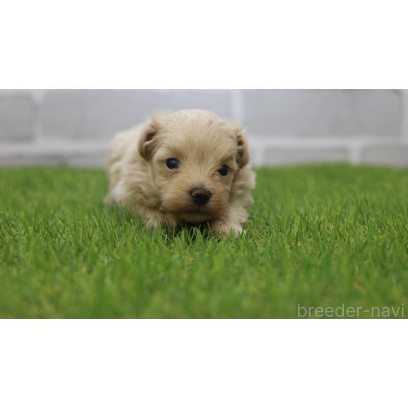 販売中の三重県のマルプー:マルチーズ×トイプードル-432904の5枚目