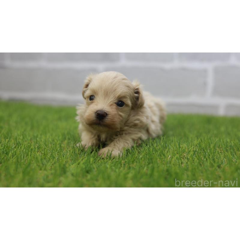 販売中の三重県のマルプー:マルチーズ×トイプードル-432904の4枚目