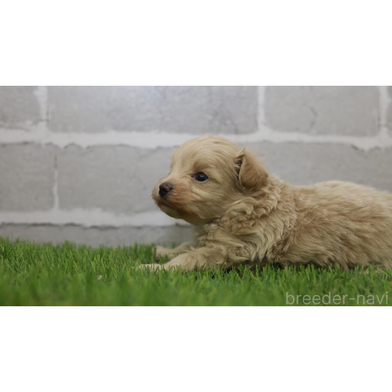 販売中の三重県のマルプー:マルチーズ×トイプードル-432904の3枚目