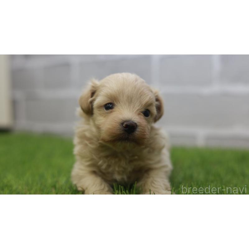 販売中の三重県のマルプー:マルチーズ×トイプードル-432904の2枚目