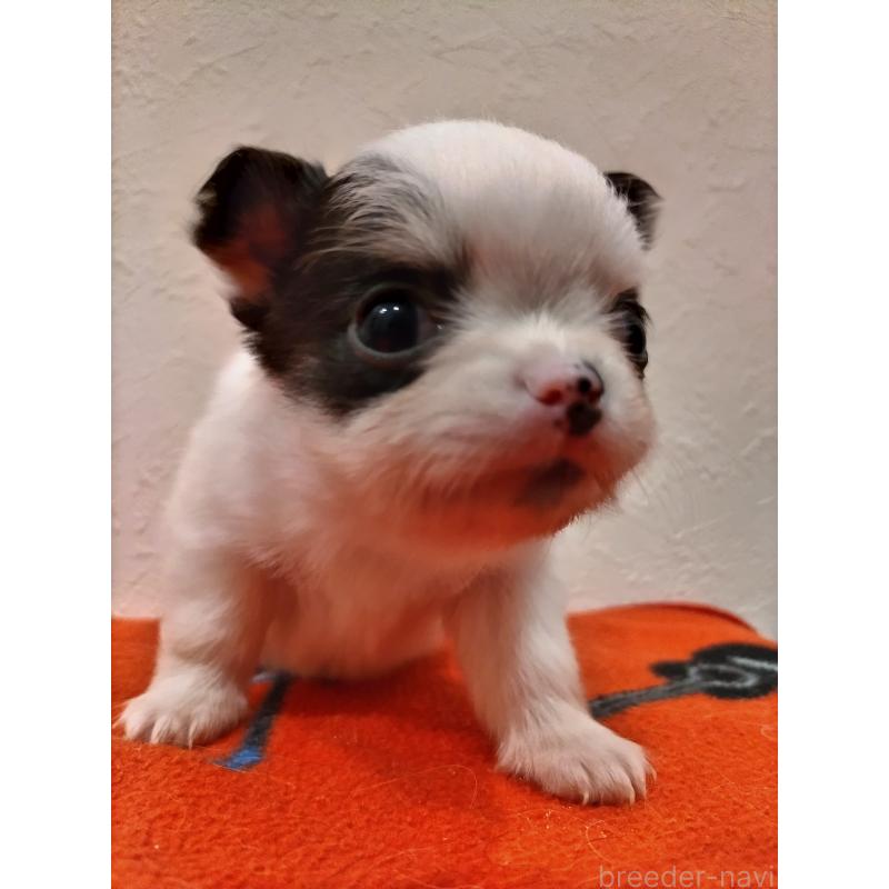 販売中の福岡県のチワワ(ロングコート)-432903の5枚目