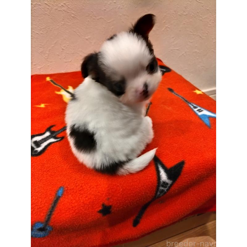 販売中の福岡県のチワワ(ロングコート)-432903の4枚目