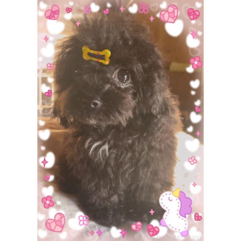 販売中の東京都のティーカッププードル-416341の9枚目