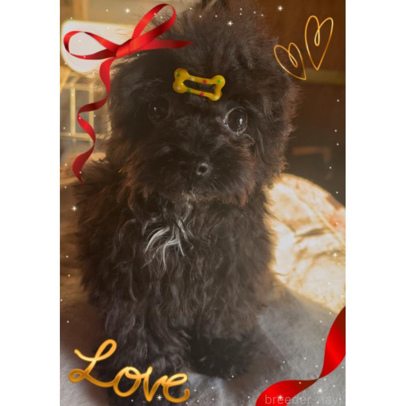 販売中の東京都のティーカッププードル-416341の8枚目