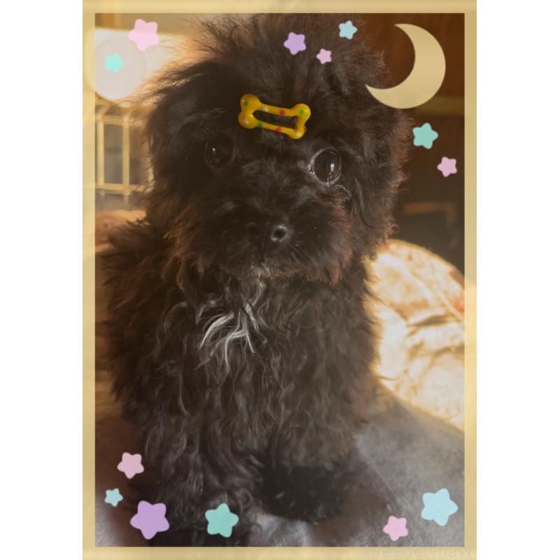 販売中の東京都のティーカッププードル-416341の7枚目