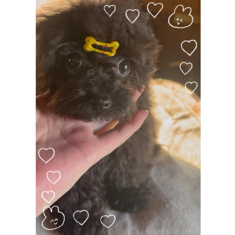 販売中の東京都のティーカッププードル-416341の6枚目