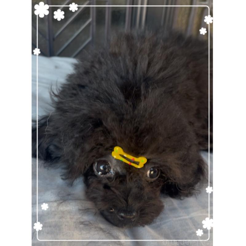 販売中の東京都のティーカッププードル-416341の5枚目