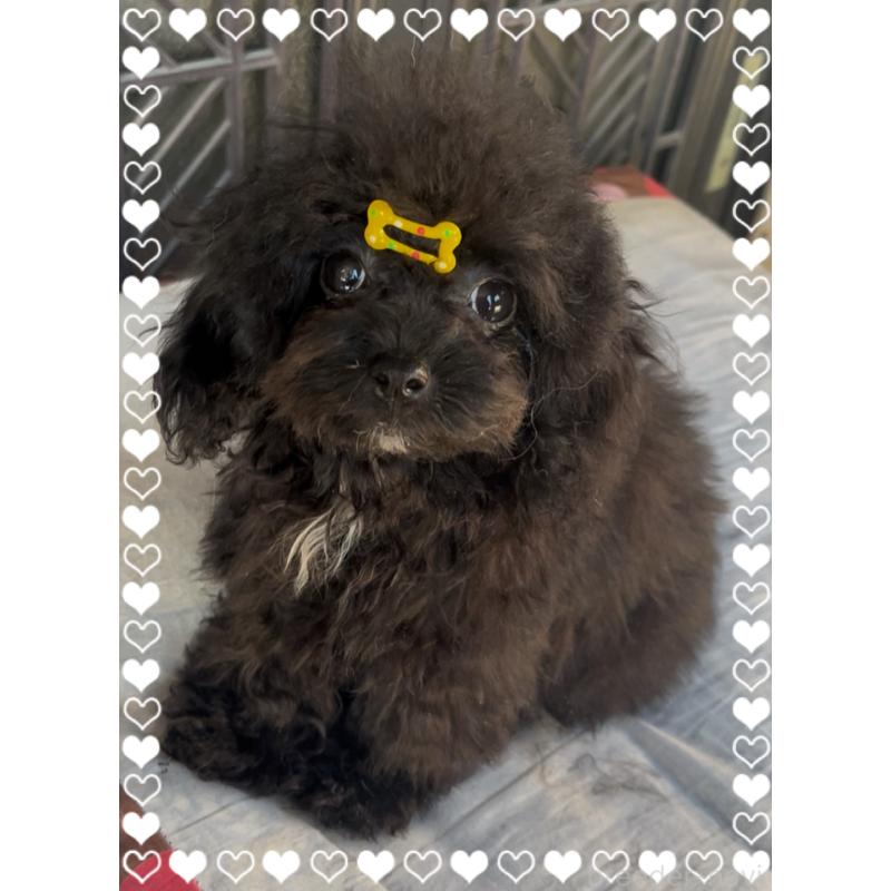 販売中の東京都のティーカッププードル-416341の4枚目