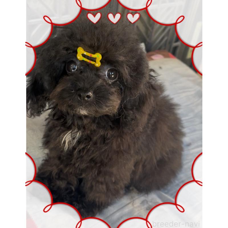 販売中の東京都のティーカッププードル-416341