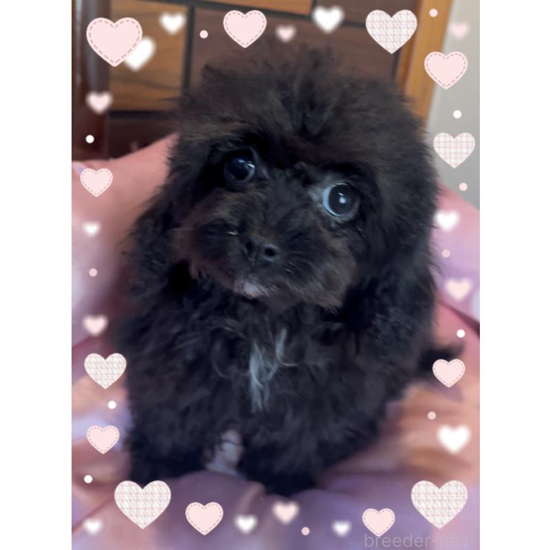 販売中の東京都のティーカッププードル-416341の3枚目