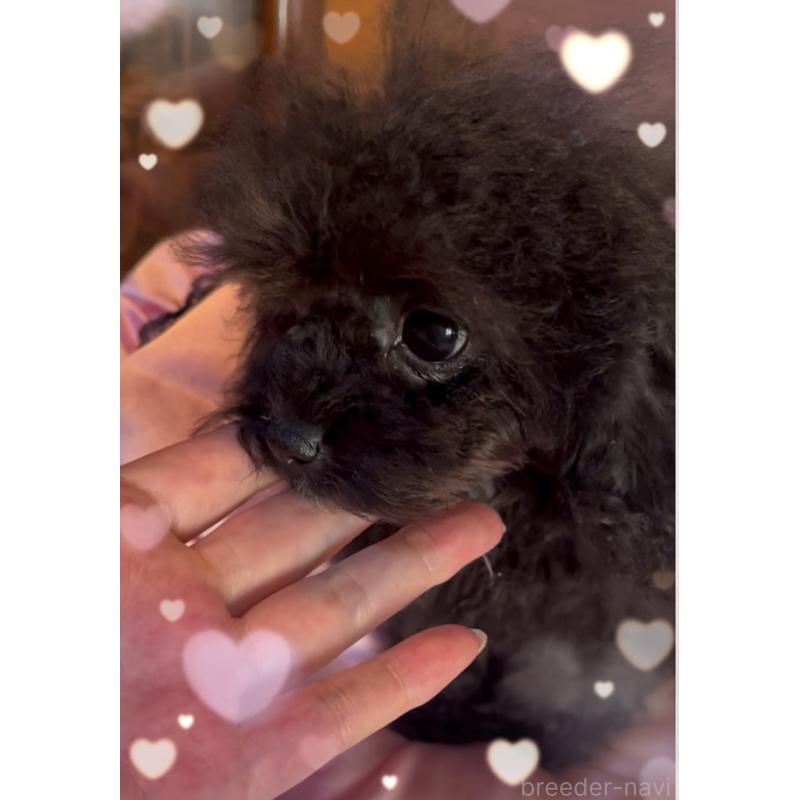 販売中の東京都のティーカッププードル-416341の2枚目