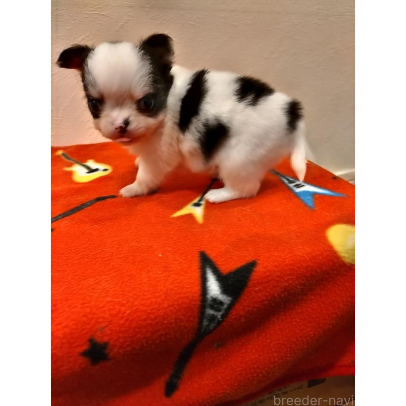 販売中の福岡県のチワワ(ロングコート)-432903の2枚目