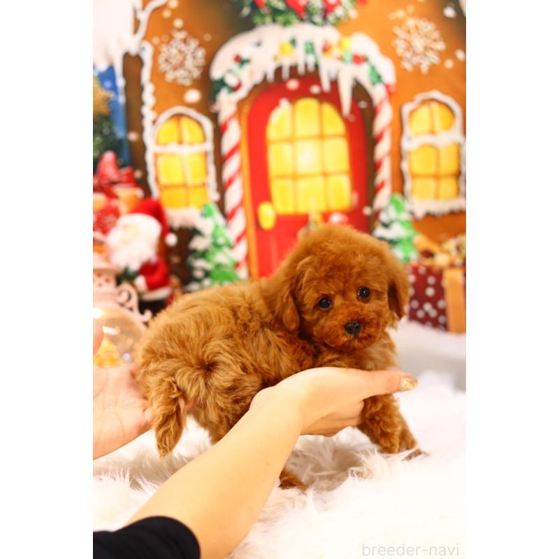 販売中の愛知県のティーカッププードル-428544の11枚目