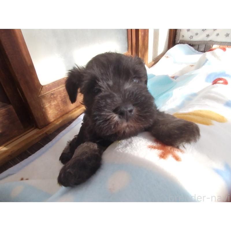 販売中の栃木県のミニチュアシュナウザー-432907の5枚目