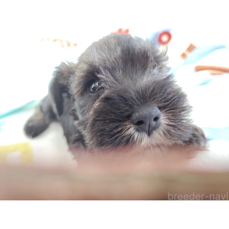 販売中の栃木県のミニチュアシュナウザー-432907の4枚目