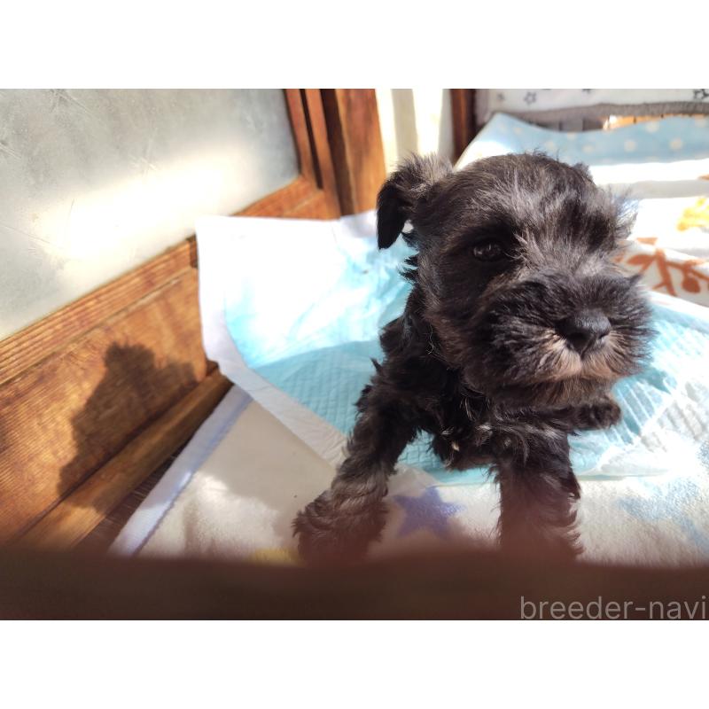 販売中の栃木県のミニチュアシュナウザー-432907の3枚目