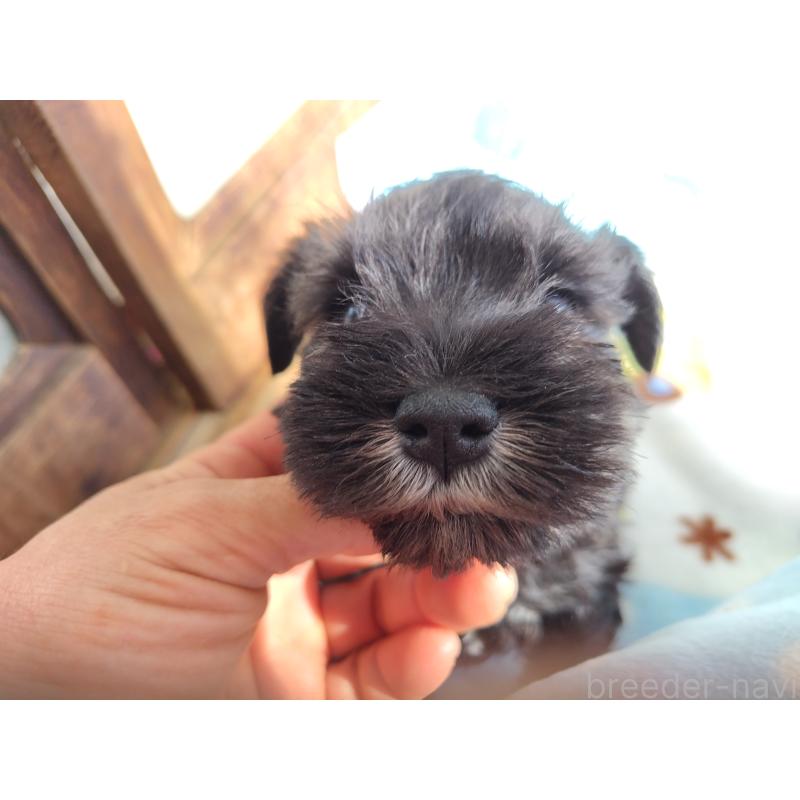 販売中の栃木県のミニチュアシュナウザー-432907の2枚目