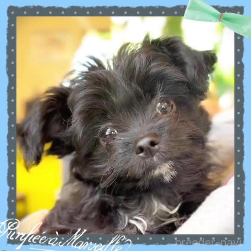 販売中の静岡県のチワプー:チワワ×トイプードル-417084