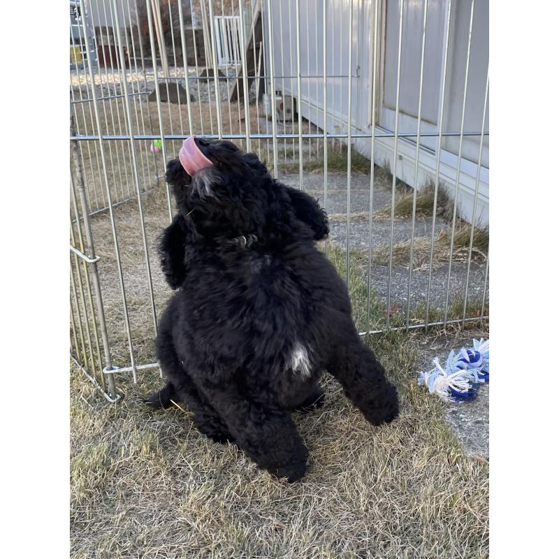 販売中の茨城県のスタンダードプードル-426748の12枚目