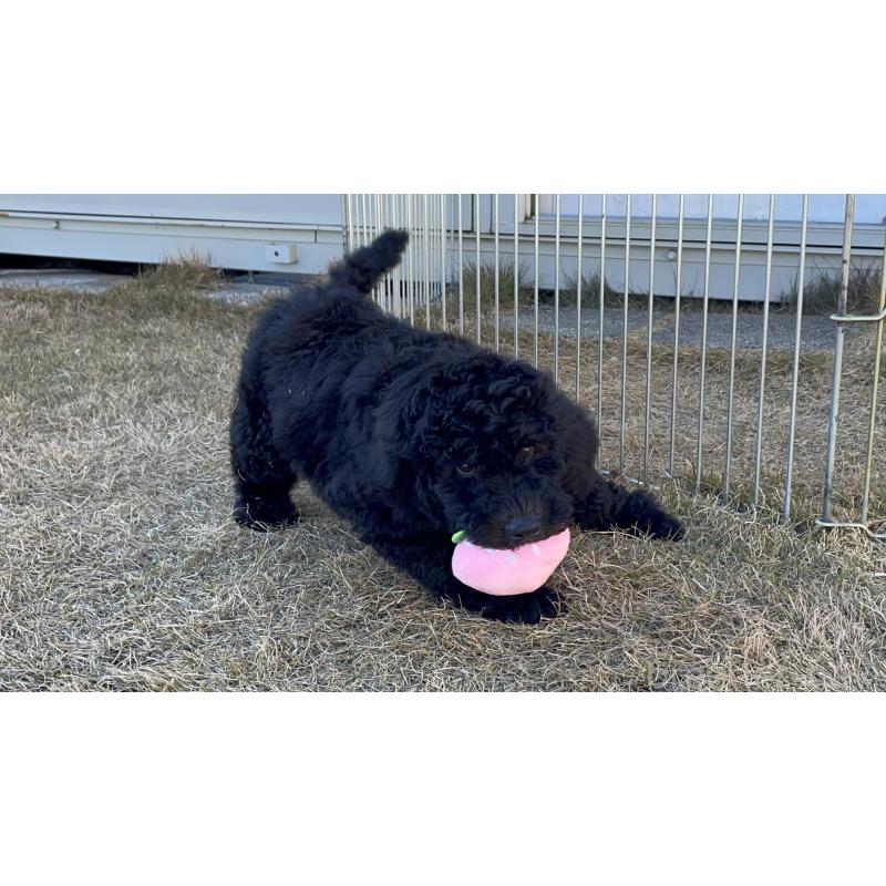 販売中の茨城県のスタンダードプードル-426748の10枚目