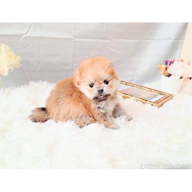 販売中の和歌山県のポメラニアン-432910の9枚目