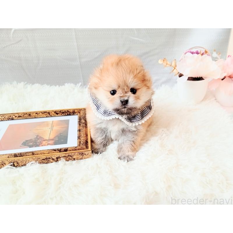 販売中の和歌山県のポメラニアン-432910の8枚目