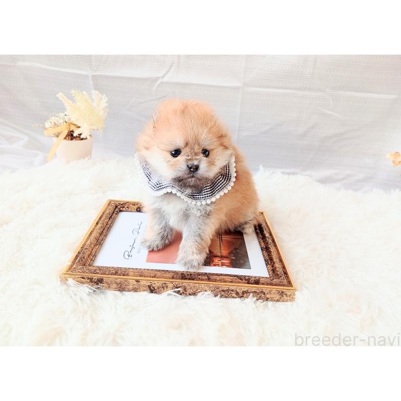 販売中の和歌山県のポメラニアン-432910の7枚目