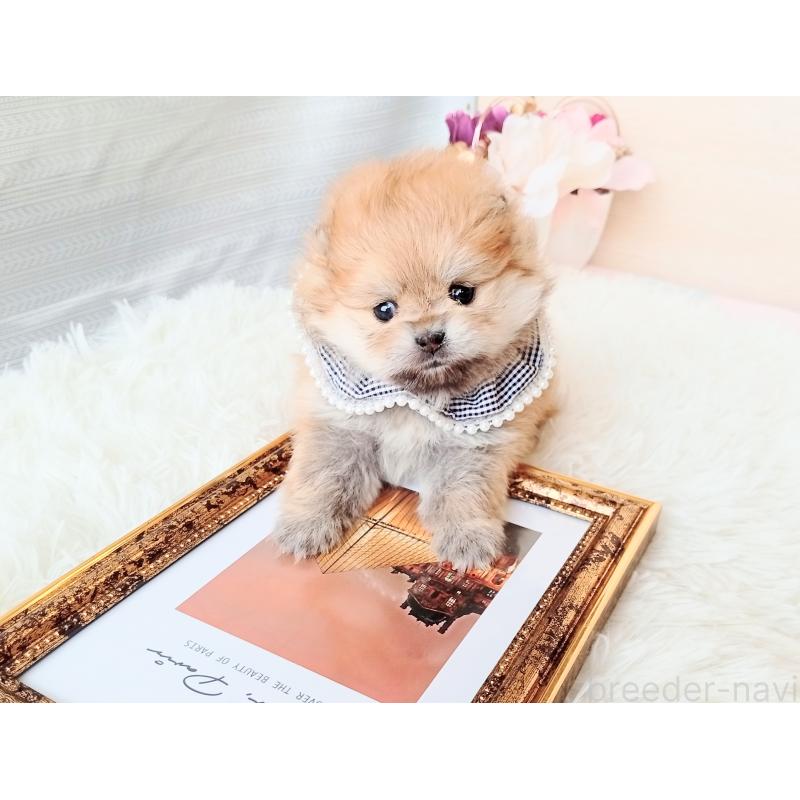 販売中の和歌山県のポメラニアン-432910の6枚目