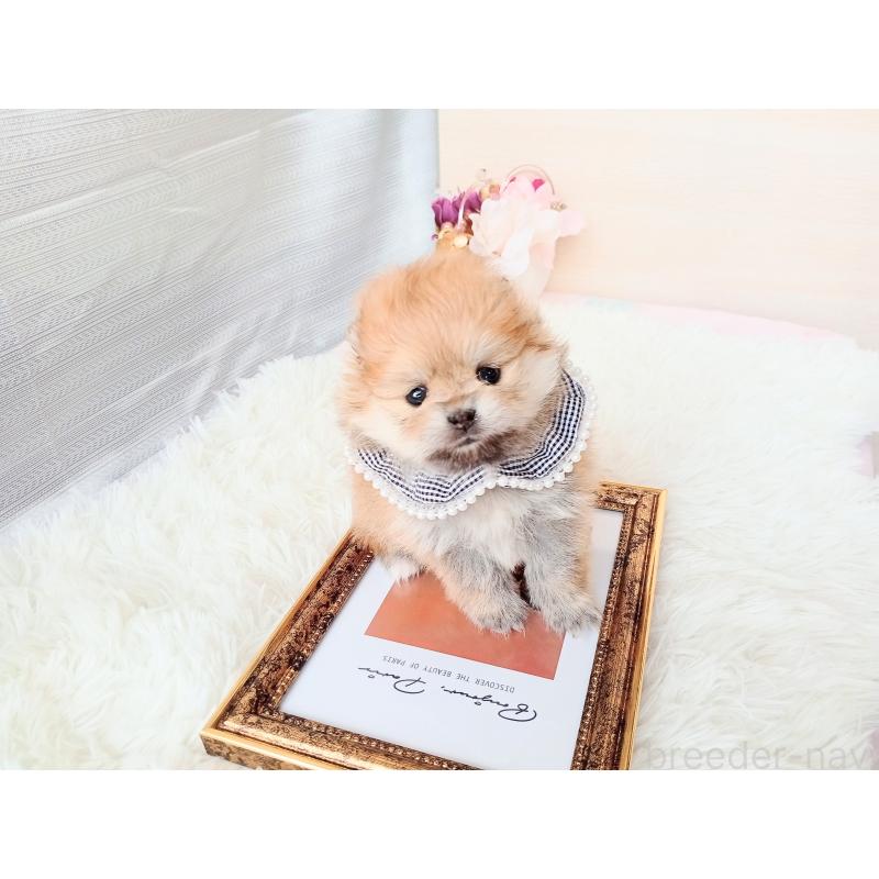 販売中の和歌山県のポメラニアン-432910の5枚目