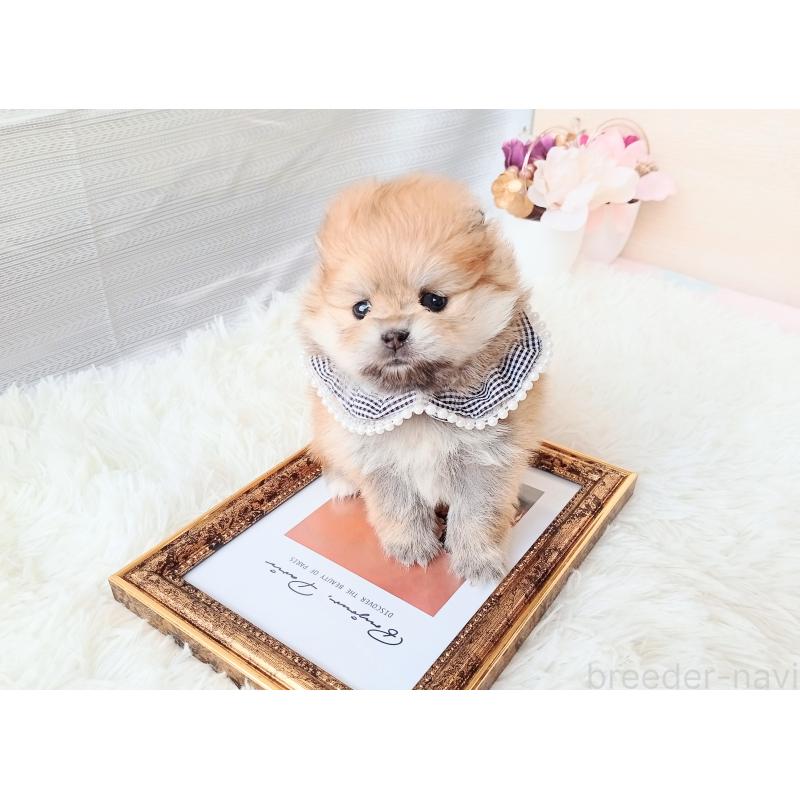 販売中の和歌山県のポメラニアン-432910の4枚目